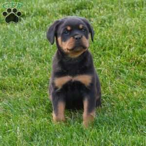 Luna, Rottweiler Puppy